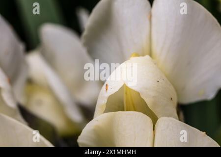 Indaco selvatico crema (Baptisia bracteata) Foto Stock