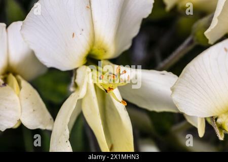 Indaco selvatico crema (Baptisia bracteata) Foto Stock