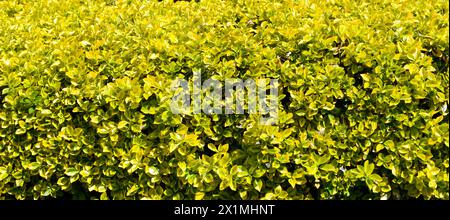 Sfondo mandrino Evergreen. Euonymus giapponese dorato Foto Stock