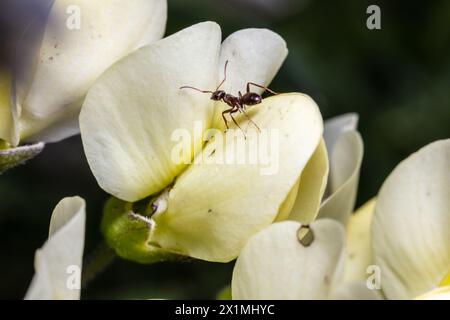 Indaco selvatico crema (Baptisia bracteata) Foto Stock