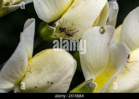 Indaco selvatico crema (Baptisia bracteata) Foto Stock