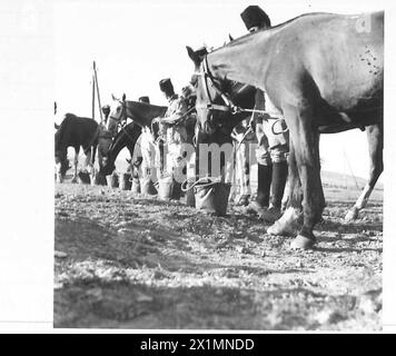 FORZA DI FRONTIERA DELLA TRANSGIORDANIA - nutrire e annaffiare i cavalli del reggimento, British Army Foto Stock