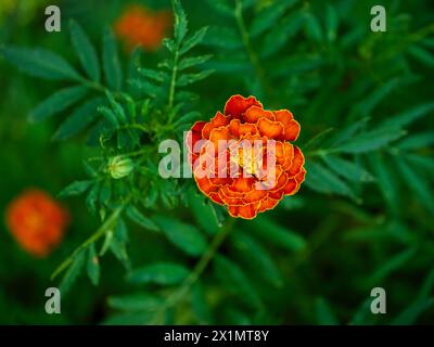 Un vibrante fiore di calendula con ricchi fiori d'arancio e petali rossi fiorisce in uno sfondo di verde fogliame morbido, che mostra la bellezza e i contrasti della natura Foto Stock