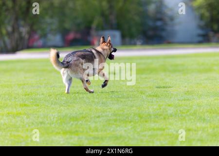 Pastore tedesco che corre per una palla piccola Foto Stock