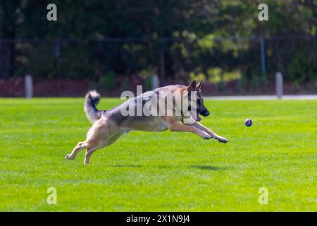 Pastore tedesco che corre per una palla piccola Foto Stock