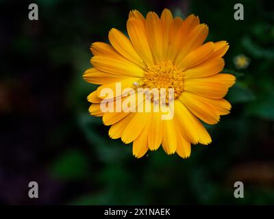 Un primo piano di un fiore giallo fiorito che mostra la sua complessa struttura a petali e i fiori a disco centrali; lo sfondo scuro ne esalta il fascino visivo Foto Stock