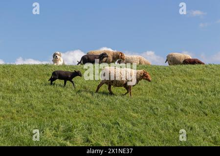 Cane custode del bestiame che protegge pecore, agnelli, diga dell'Elba vicino Bleckede, bassa Sassonia, Germania Foto Stock