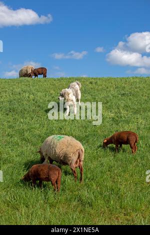 Cane custode del bestiame che protegge pecore, agnelli, diga dell'Elba vicino Bleckede, bassa Sassonia, Germania Foto Stock