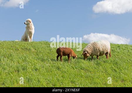 Cane custode del bestiame che protegge pecore, agnello, diga dell'Elba vicino Bleckede, bassa Sassonia, Germania Foto Stock
