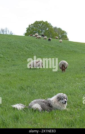 Cane custode del bestiame che protegge le pecore, diga dell'Elba vicino a Bleckede, bassa Sassonia, Germania Foto Stock