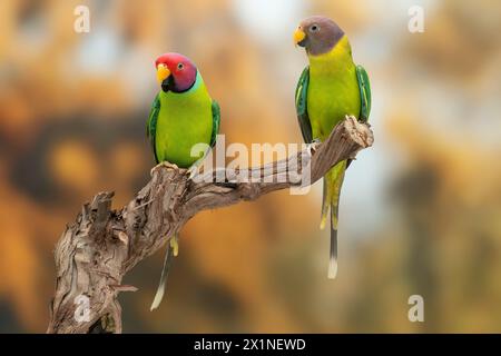 Parrocchetto con testa di prugna, Psittacula cyanocephala Foto Stock