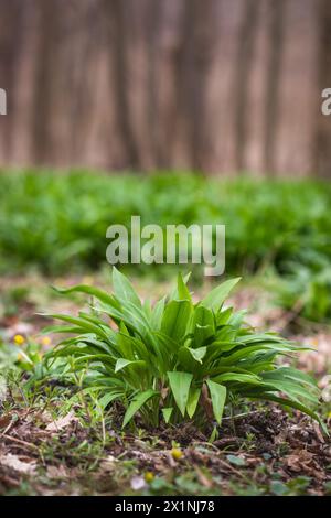 Pianta di aglio selvatico (allium ursinum) nella foresta. Green Ramson lascia erbe in primavera Foto Stock