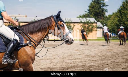 Addestramento dei cavalli nel paddock prima di saltare in uno spettacolo equestre. Competizione di sport animali. Equitazione con un fantino irriconoscibile Foto Stock