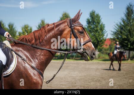 Allenamento di cavalli rossi nel paddock. Equitazione con un fantino irriconoscibile. Sport animale Foto Stock