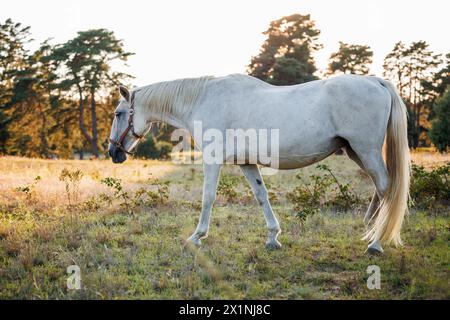 Cavalli bianchi al pascolo nella foresta durante il tramonto. Animale domestico sul prato Foto Stock