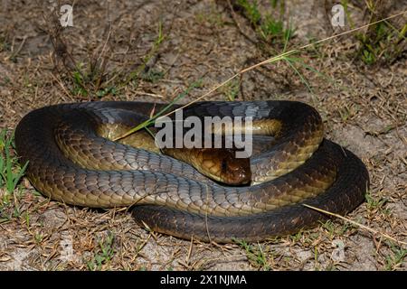 Primo piano del Cobra di Anchieta (Naja anchietae) in natura Foto Stock