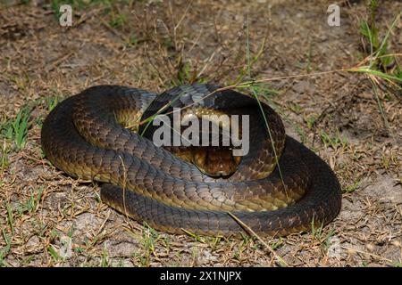 Primo piano del Cobra di Anchieta (Naja anchietae) in natura Foto Stock