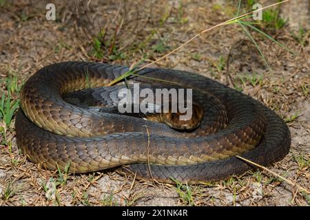 Primo piano del Cobra di Anchieta (Naja anchietae) in natura Foto Stock