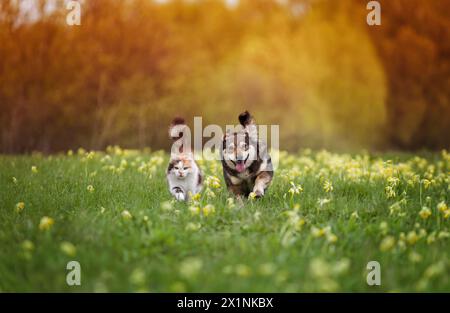 amici pelosi un gatto rosso e un cane allegro corrono fianco a fianco lungo un prato verde in una soleggiata giornata estiva Foto Stock