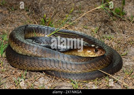 Primo piano del Cobra di Anchieta (Naja anchietae) in natura Foto Stock