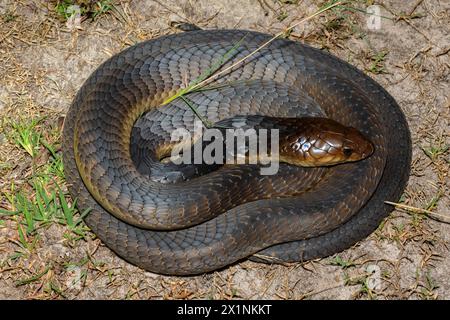 Primo piano del Cobra di Anchieta (Naja anchietae) in natura Foto Stock