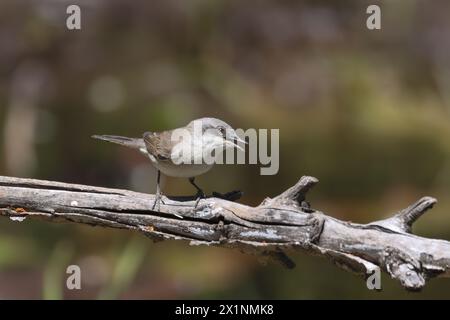 Uccello Whitethroat appollaiato su un ramo di cardo. Sfondo verde semplice. Foto Stock