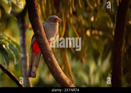 Trogon di coda spartana, immagine appollaiata femminile, scattata a Panama Foto Stock