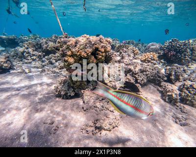 Klunzinger's wrasse noto come Thalassoma rueppellii sott'acqua presso la barriera corallina. Vita subacquea della barriera corallina con coralli e pesci tropicali. Coral Reef at Foto Stock