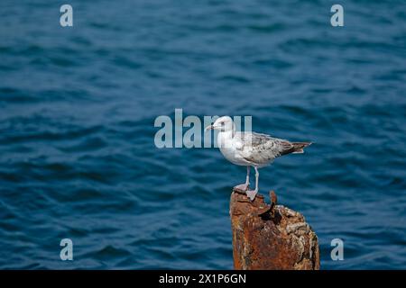 Gabbiano arroccato su un palo arrugginito nel mare. Foto Stock