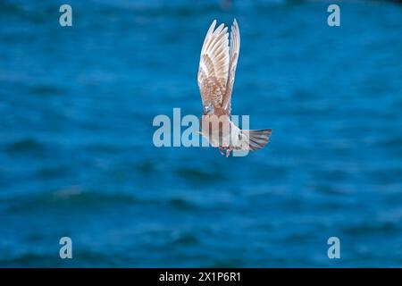 Piccione domestico che vola sopra il mare. Foto Stock