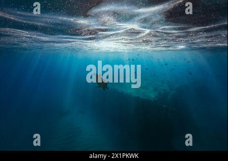 Una tartaruga marina verde si tuffa sotto la superficie dell'oceano nelle acque turchesi e tranquille delle Hawaii con i raggi del sole che si irradiano Foto Stock