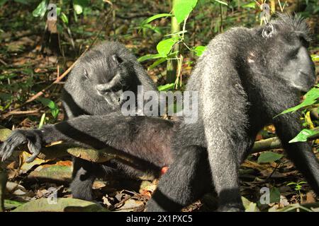 Un macaco crestato (Macaca nigra) sposa un altro individuo, mentre si trova a terra nella foresta di Tangkoko, Sulawesi settentrionale, Indonesia. Il cambiamento climatico è uno dei principali fattori che influenzano la biodiversità in tutto il mondo a un ritmo allarmante, secondo un team di scienziati guidati da Antonio Acini Vasquez-Aguilar nel loro documento di ricerca pubblicato per la prima volta nel marzo 2024 sul numero di Environ Monit Evaluate. "Potrebbe spostare la distribuzione geografica delle specie, comprese le specie che dipendono molto dalla copertura forestale", hanno scritto. In altre parole, il cambiamento climatico può ridurre l'idoneità dell'habitat dei primati... Foto Stock