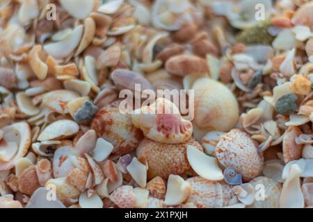 Spiaggia tranquilla a Saint Barthlemy (St. Barts, St Barth) Caraibi Foto Stock