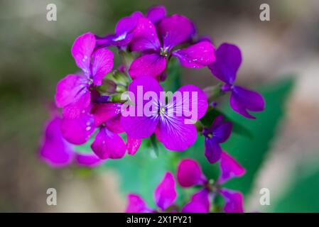 Lunaria annua, annuale fiori primaverili onesti primo piano attenzione selettiva Foto Stock