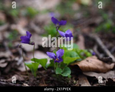 Immagine chiusa di Wood Violet Foto Stock