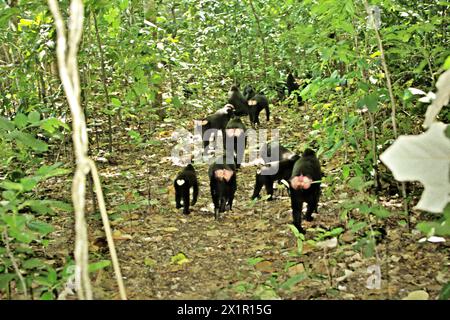 Una truppa di macachi crestati (Macaca nigra) si muove su un sentiero nella foresta di Tangkoko, Sulawesi settentrionale, Indonesia. Il cambiamento climatico è uno dei principali fattori che influenzano la biodiversità in tutto il mondo a un ritmo allarmante secondo un team di scienziati guidato da Antonio Acini Vasquez-Aguilar nel loro articolo di ricerca del marzo 2024 pubblicato su Environ Monit Evaluate. Potrebbe spostare la distribuzione geografica delle specie, comprese specie che dipendono molto dalla copertura forestale come i primati, dicono, come un altro gruppo di scienziati guidati da Miriam Plaza Pinto avverte che "circa un quarto dei primati" si estende... Foto Stock