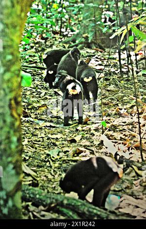 Una truppa di macachi crestati (Macaca nigra) si muove su un sentiero nella foresta di Tangkoko, Sulawesi settentrionale, Indonesia. Il cambiamento climatico è uno dei principali fattori che influenzano la biodiversità in tutto il mondo a un ritmo allarmante secondo un team di scienziati guidato da Antonio Acini Vasquez-Aguilar nel loro articolo di ricerca del marzo 2024 pubblicato su Environ Monit Evaluate. Potrebbe spostare la distribuzione geografica delle specie, comprese specie che dipendono molto dalla copertura forestale come i primati, dicono, come un altro gruppo di scienziati guidati da Miriam Plaza Pinto avverte che "circa un quarto dei primati" si estende... Foto Stock