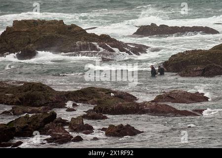 Baiona, Pontevedra, Spagna; 26 ottobre 2022: Pescatore in muta nel suo pericoloso lavoro collezionando barnacoli sulle rocce del Cabo Silleiro Breakwa Foto Stock