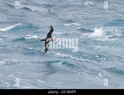 Petrel Northern Giant (Macronectes halli) in volo attraverso l'Oceano meridionale, Georgia del Sud, Antartide, gennaio 2024 Foto Stock