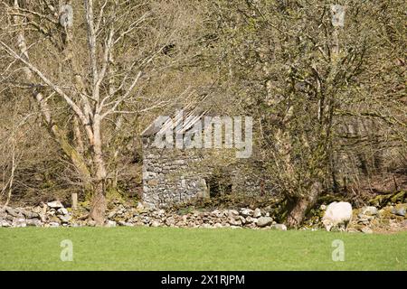 Rhaeadr DDU e Coed Ganllwyd Walk Foto Stock