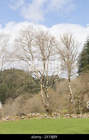 Rhaeadr DDU e Coed Ganllwyd Walk Foto Stock