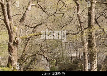 Rhaeadr DDU e Coed Ganllwyd Walk Foto Stock