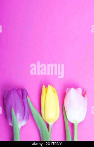 Fiori primaverili. Bouquet di tulipani di diversi colori sullo sfondo della fucsia. Foto Stock
