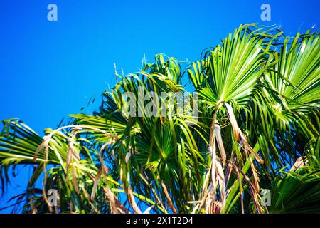 Rilassati sotto le palme sullo sfondo di cieli limpidi e acque scintillanti in una giornata perfetta in spiaggia. Foto Stock