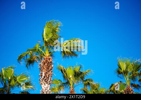 Rilassati sotto le palme sullo sfondo di cieli limpidi e acque scintillanti in una giornata perfetta in spiaggia. Foto Stock