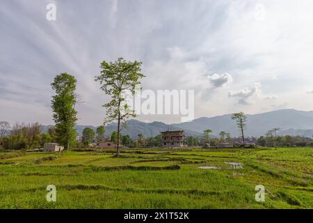 Un campo di riso verde vicino alla città di Pokhara in Nepal Foto Stock