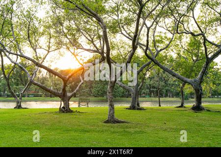 Alberi con tramonto nel parco Chatuchak di Bangkok, Thailandia Foto Stock