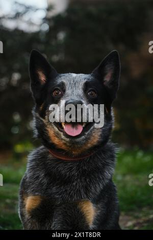 Un ritratto ravvicinato di un cane bovino australiano in un parco primaverile. Un bel cane di razza grigia con guance rosse. Blue Heeler cammina Foto Stock