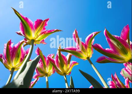 Primo piano dei tulipani vola via di colore rosa contro il cielo blu Foto Stock