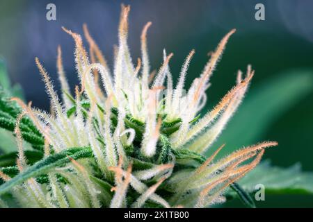 Trichomi pelosi di cannabis indica sativa bocciolo in fiore. Concetto di crescita della marijuana medica. Scatto macro Foto Stock